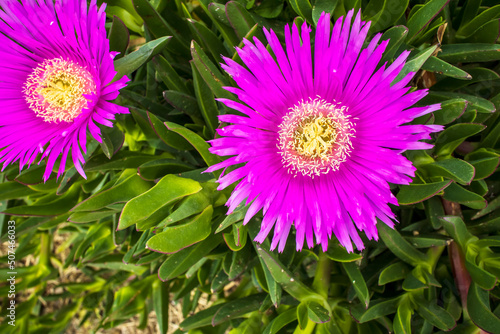 Deep pink flowers of the hottentot fig ice plant also Carpobrotus edulis, ground covering plant. photo