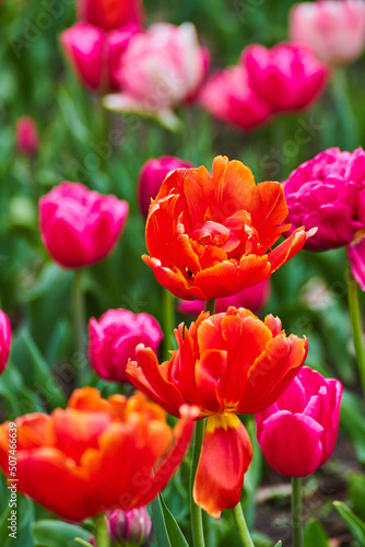 Detail of red and pink tulip flowers in peak spring