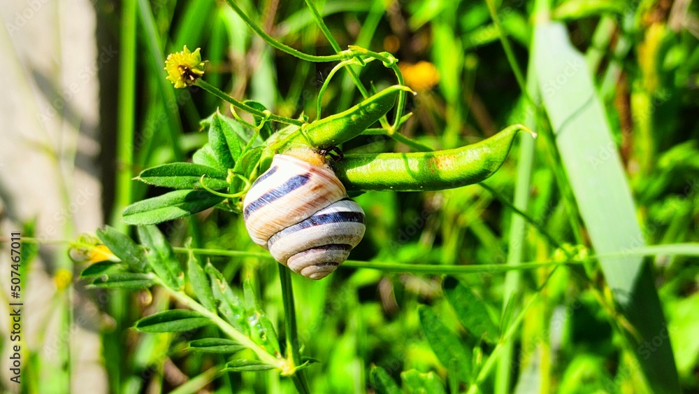 snail snail