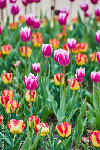 Garden of pink and red tulips filling view © Nicholas J. Klein
