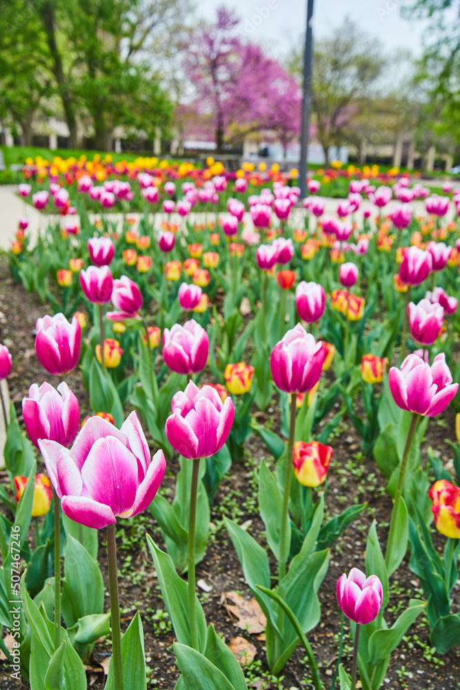 City park of vibrant pink and red spring tulips City park of vibrant pink and red spring tulips