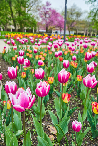 City park of vibrant pink and red spring tulips