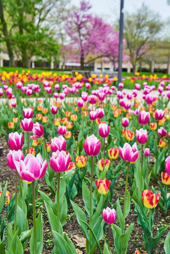 Detail of field of pink and red spring tulips at city park