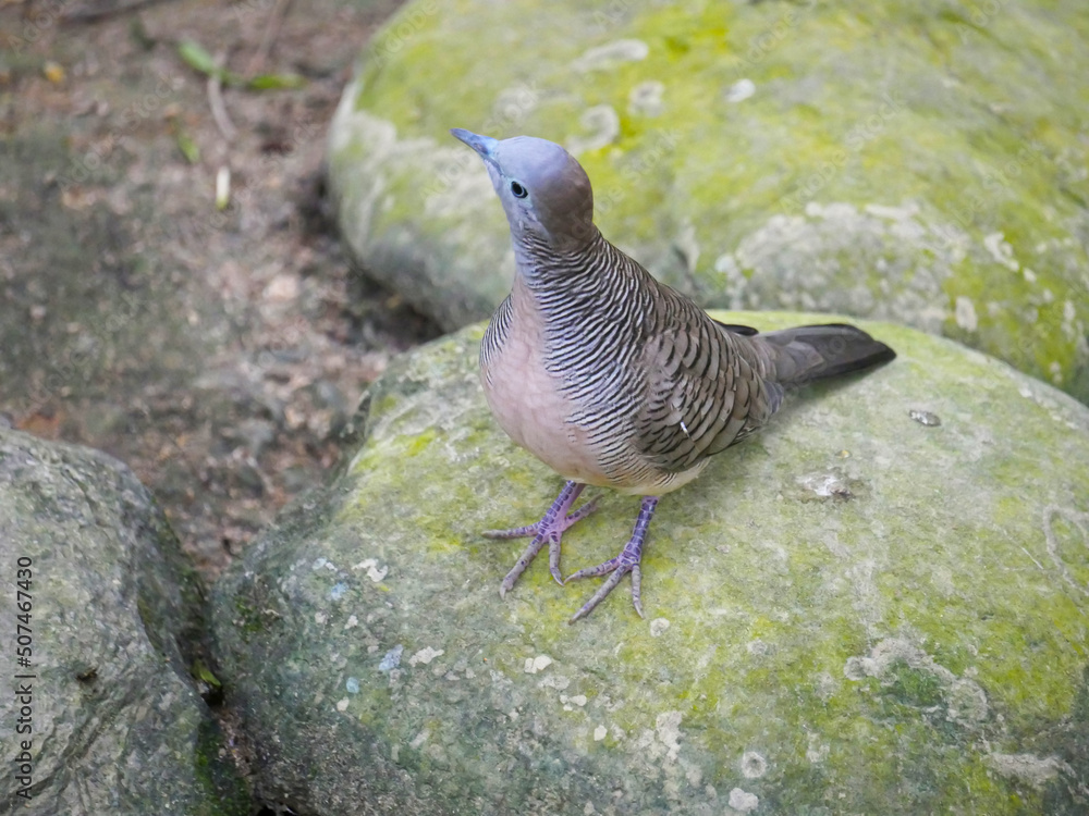 Fototapeta premium Lemon dove or cinnamon dove (Columba larvata) is a species of bird in the pigeon family Columbidae found in montane forests of sub-Saharan Africa seated on stone
