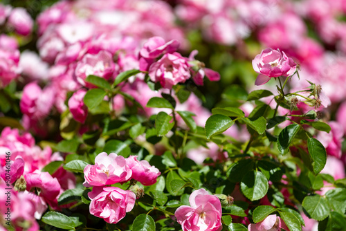 Flowers. Pink flowers with background flowers of different colors in the park of the Rosaleda del Parque del Oeste in Madrid. Background full of colorful flowers. Spring print. In Spain. Europe. Photo © Fernando Astasio