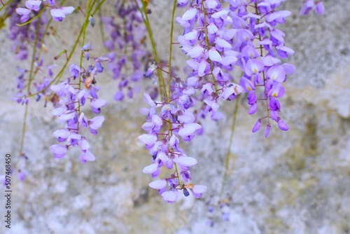 details of violet wisteria flowers hanging on stone wall background