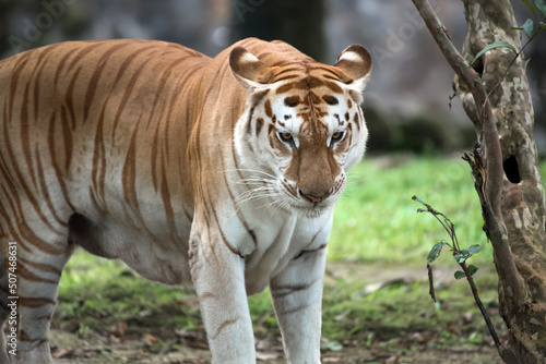 The golden tiger in their environment