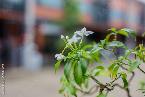 Wallpaper Mural Mini bonsai tree in the flowerpot on bonsai stand a natural background Torontodigital.ca