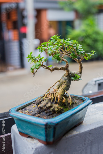 Wallpaper Mural Mini bonsai tree in the flowerpot on bonsai stand a natural background Torontodigital.ca