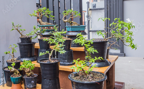 Mini bonsai tree in the flowerpot on bonsai stand a natural background photo