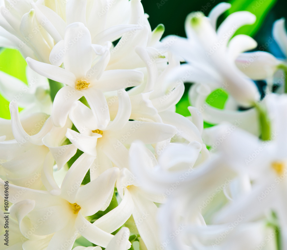 Flowers blooming. White Hyacinths (Hyacinthus). Close-up