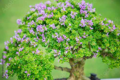 Wallpaper Mural Mini bonsai tree in the flowerpot on bonsai stand a natural background Torontodigital.ca