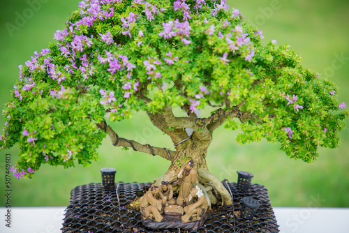 Wallpaper Mural Mini bonsai tree in the flowerpot on bonsai stand a natural background Torontodigital.ca