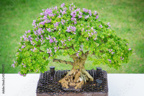 Mini bonsai tree in the flowerpot on bonsai stand a natural background photo