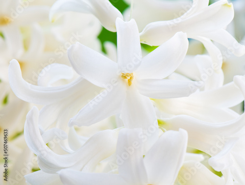 Flowers blooming. White Hyacinths (Hyacinthus). Close-up © E.O.
