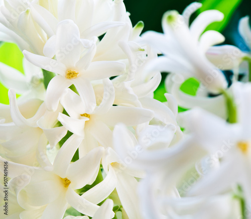 Flowers blooming. White Hyacinths (Hyacinthus). Close-up