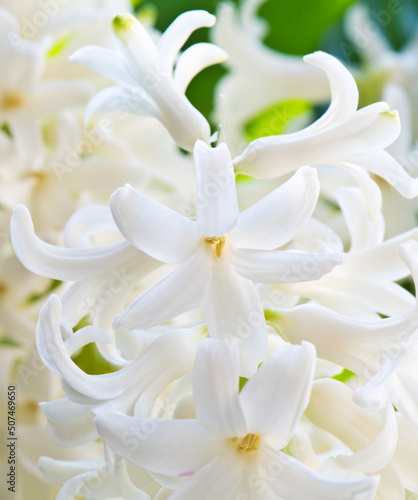 Flowers blooming. White Hyacinths  Hyacinthus . Close-up