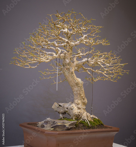 Wallpaper Mural Mini bonsai tree in the flowerpot on bonsai stand a natural background Torontodigital.ca