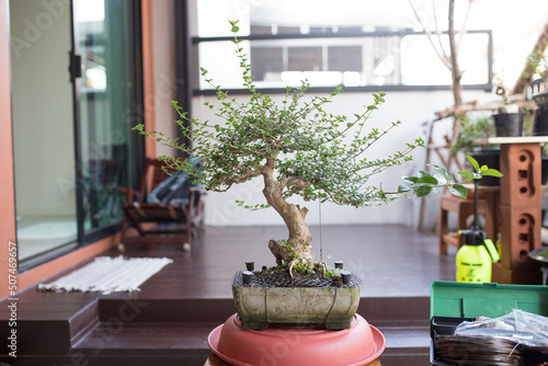 Wallpaper Mural Mini bonsai tree in the flowerpot on bonsai stand a natural background Torontodigital.ca
