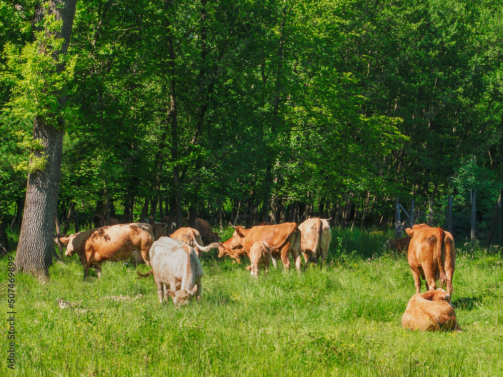 Flock of cows on a meadow Flock of cows on a meadow