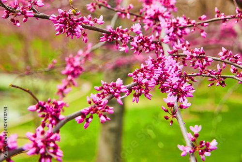 Beautiful spring pink flowers blooming on cherry trees © Nicholas J. Klein