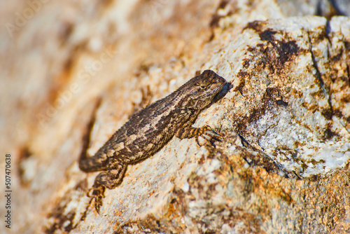 Close-up view of cute little lizard taking a break on a large rock