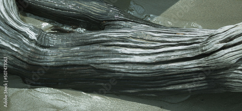 Natural background. Detail of a dead tree on wet sand.