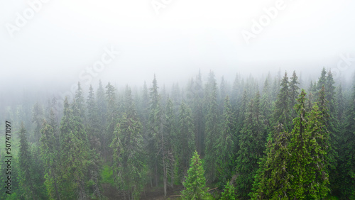 Flying above a coniferous forest in a rainy day. Fog covers the spruce trees. Mountainous landscape - Carpathia, Romania.