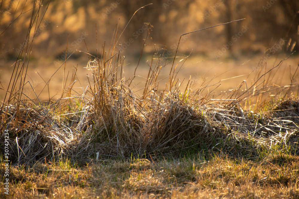 Fototapeta premium dry clumps of grass in the meadow
