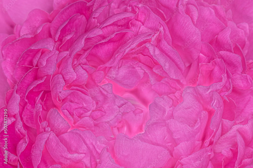 close up of purple peony petals close up of purple peony petals