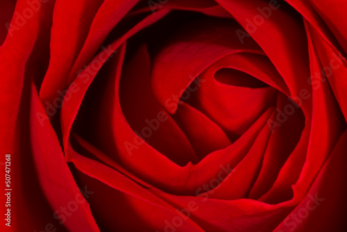 close up of beautiful dark red rose