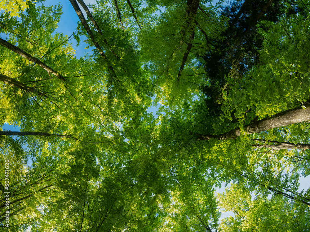 Beech trees forming a majestic crown out of their bright green leaves. The straight growing trees are abundant into the mountainous forests of Carpathian Mountains. Romania Beech trees forming a majestic crown out of their bright green leaves. The straight growing trees are abundant into the mountainous forests of Carpathian Mountains. Romania