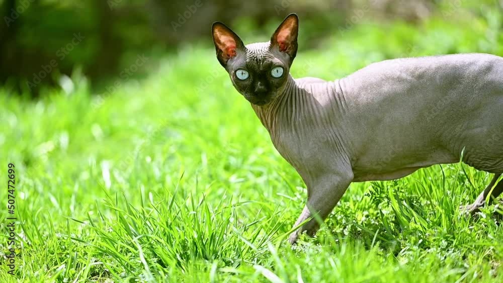video sphinx cat walks on the green grass. cute cat hunts in nature. pet playing in the garden. beautiful sphinx sneaks in the grass. High quality FullHD footage video sphinx cat walks on the green grass. cute cat hunts in nature. pet playing in the garden. beautiful sphinx sneaks in the grass. High quality FullHD footage