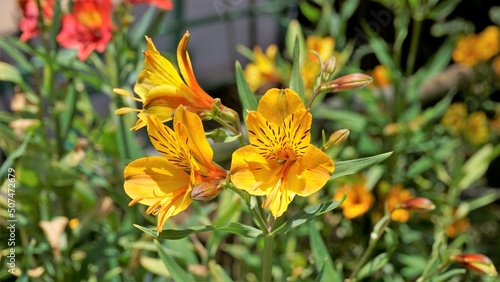 Beautiful flowers of Alstroemeria aurea also known as Peruvian lily or golden lily. photo