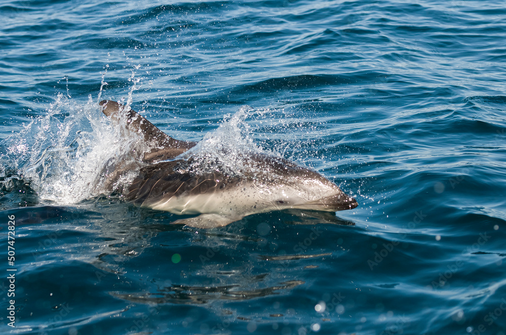 Naklejka premium Dusky dolphin jumping , Peninsula Valdes , Unesco World Heritage Site, Patagonia , Argentina.