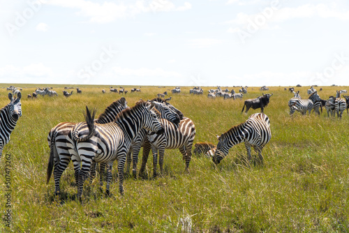 zebras in Serengeti National Park in Tanzania - Africa. Safari in Tanzania looking for a zebras