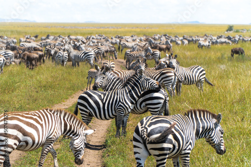 zebras in Serengeti National Park in Tanzania - Africa. Safari in Tanzania looking for a zebras