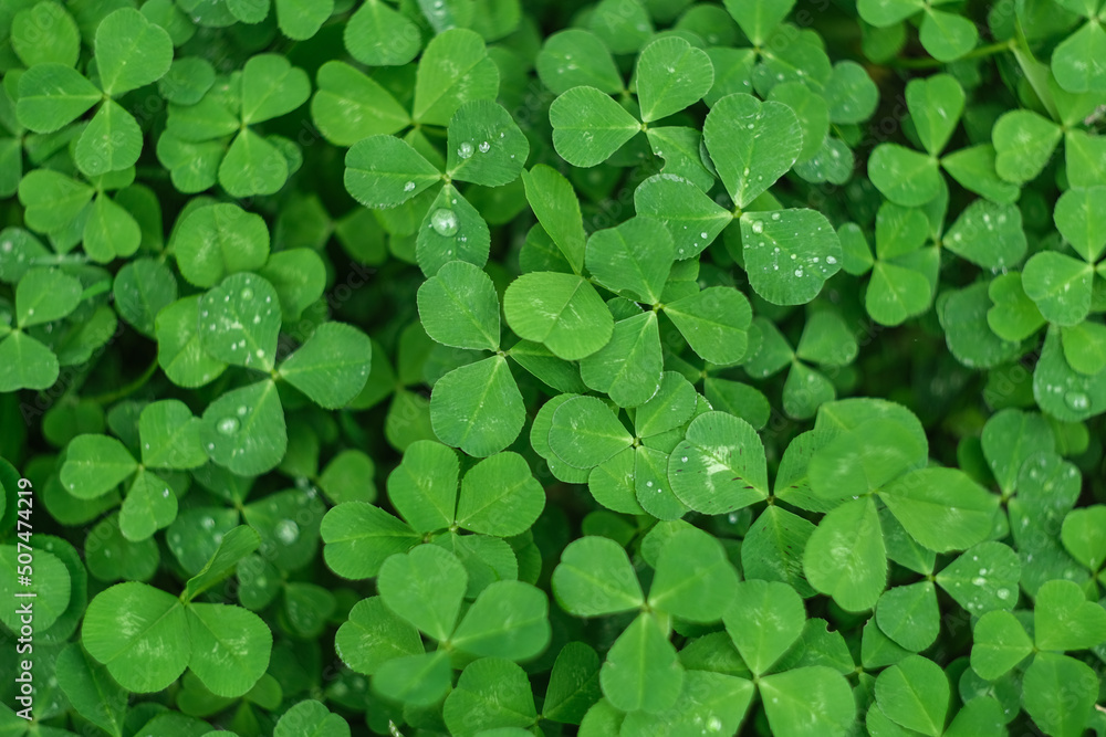 Texture of green grass. Background from clover. Texture of green grass. Background from clover.