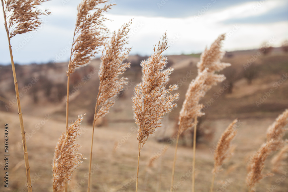 Fototapeta premium Silver Grass Plants On Wind Over Rural Nature Landscape. Silvergrass At Countryside Scenery.