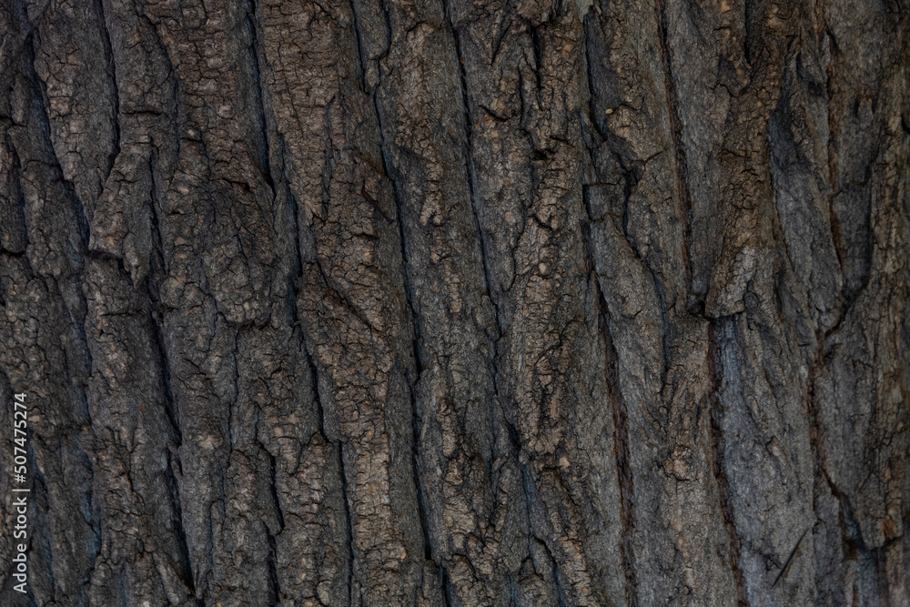 Macro bark tree texture, natural wooden background. Macro bark tree texture, natural wooden background.