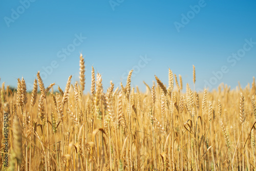 .Ears in a wheat field with a blurred background under a blue sky