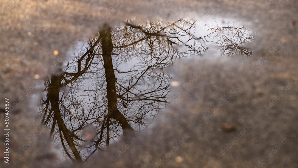 Obraz premium reflection of tree in a pond