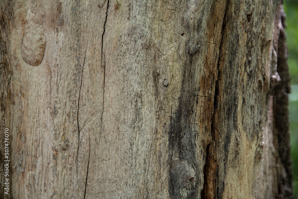 Obraz premium Macro bark tree texture, natural wooden background.