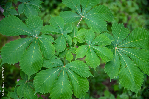 Leaves in the forest, green leaves background