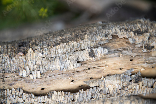 Macro bark tree texture  natural wooden background.