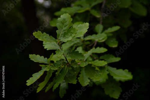 Green leaves of a tree. Leaves brench background. photo
