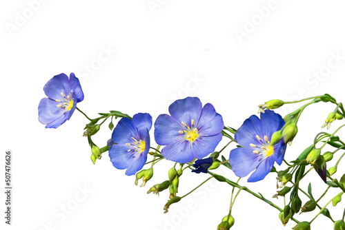 Commelina flowers on an isolated white background. selective focus