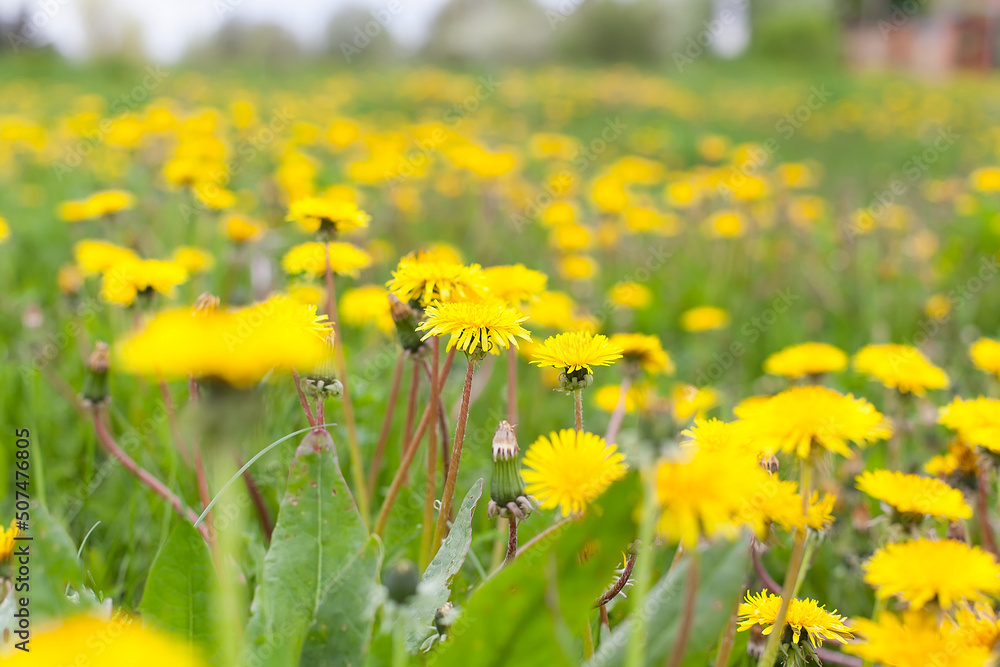 Obraz premium A meadow of yellow dandelions in early spring. Dandelion is a well-known plant with a rosette of basal leaves and large bright yellow inflorescences-baskets of lingual flowers. selective focus