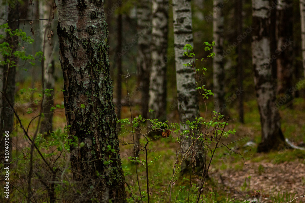 May in the Ural forest, 2022.
Май в Уральском лесу, 2022 год. May in the Ural forest, 2022.
Май в Уральском лесу, 2022 год.