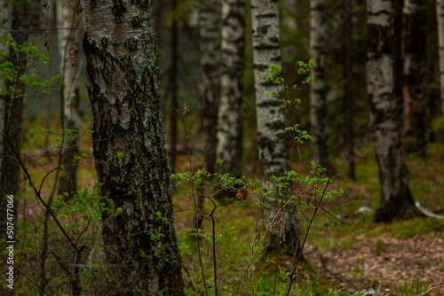 May in the Ural forest  2022.                                        2022       . 